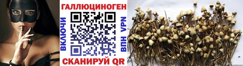 Купить где  Калач-на-Дону  Псилоцибиновые грибы GOLDEN TEACHER 